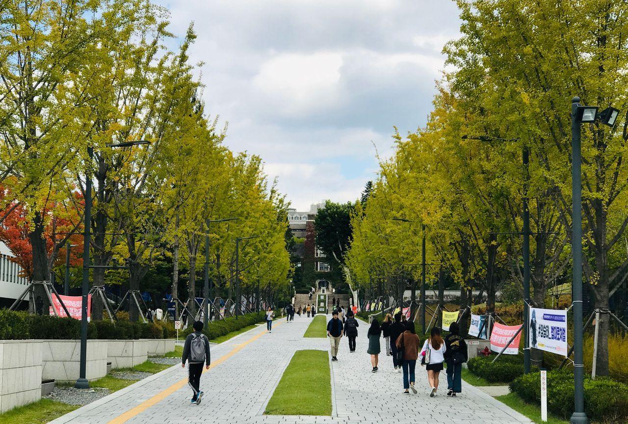 延世大学的校园大道，风景宜人，学生悠闲步行在此。